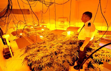 weed websites