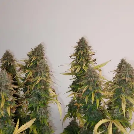 hub420shop