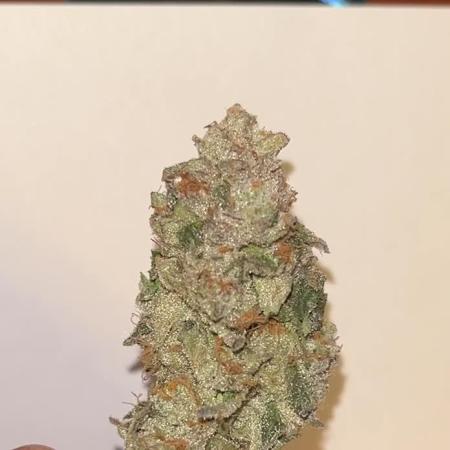 doctor exotics zeus strain