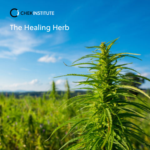 a practical comparison of CBD and THC
