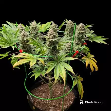 packwoods blueberry muffin
