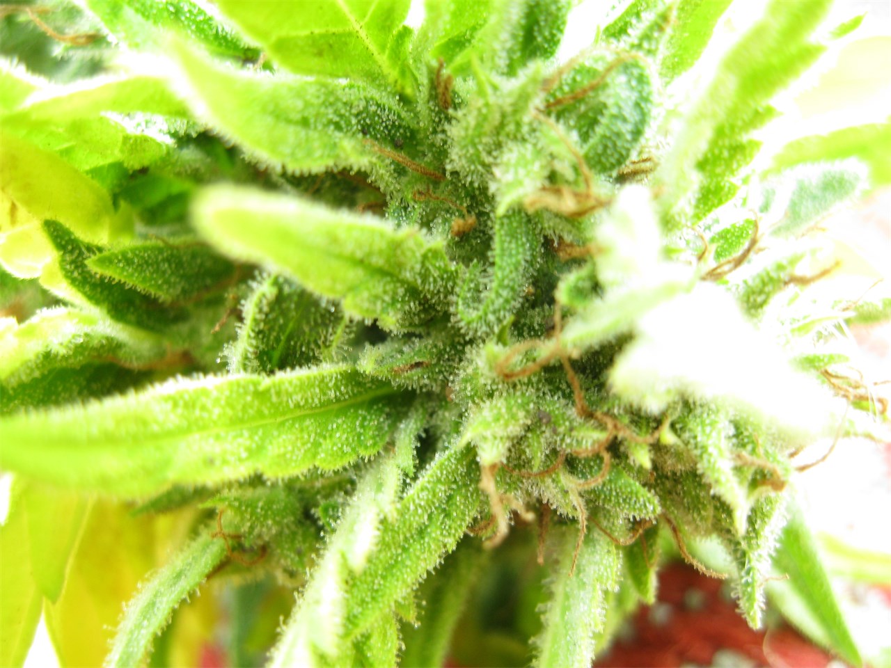 Gushers hybrid strain review